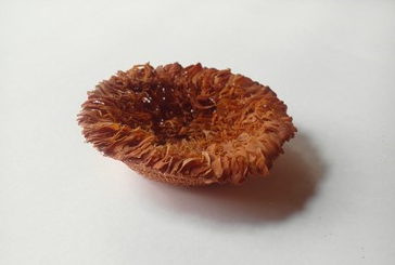 Regula Maria Müller - Foelieschaal