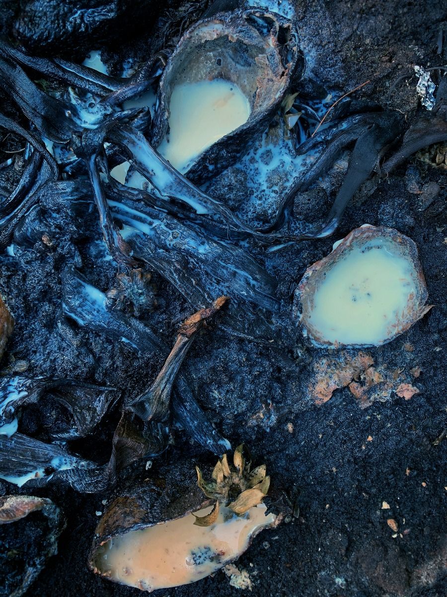 Marcel van der Vlugt - Pamphlet with Food, August 22, 2020